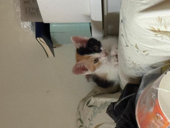 猫咪·三花·小三