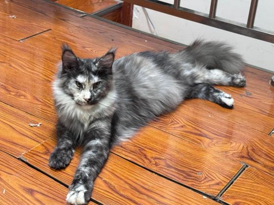 猫咪·缅因·乌云