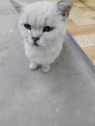 猫咪·银渐层·无