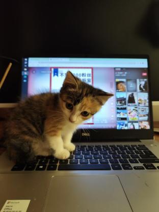 猫咪·三花猫·喵喵