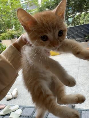 猫咪·金渐层➕橘猫串·没取名