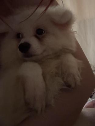 狗狗·银狐·三三