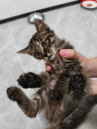 猫咪·狸花·十一