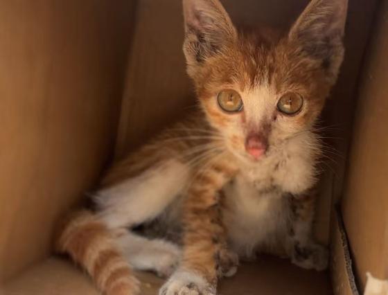 猫咪·橘猫·金银