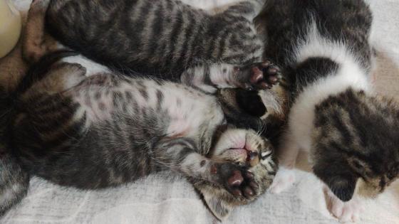 猫咪·狸花猫·宝宝