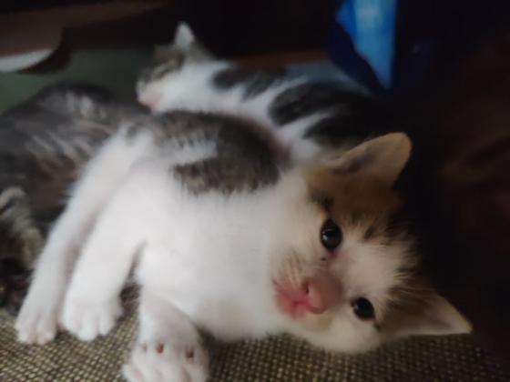 猫咪·中华田园猫·彩狸