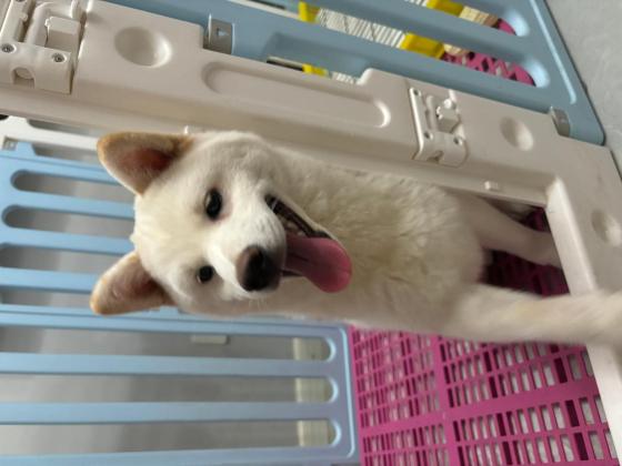 狗狗·柴犬·柴柴