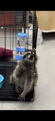 小宠·小浣熊·脆脆