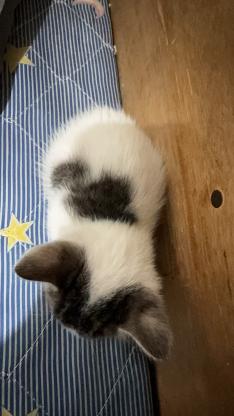 猫咪·串串·幼猫