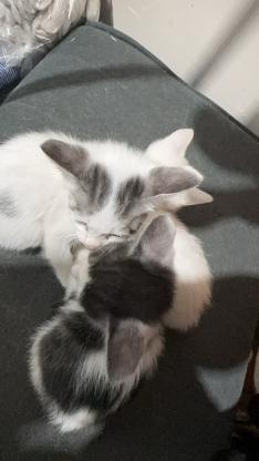 猫咪·串·串串