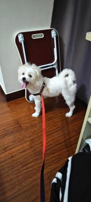 狗狗·马尔泰犬·花花