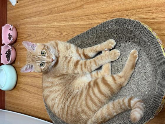 猫咪·橘猫·饼饼