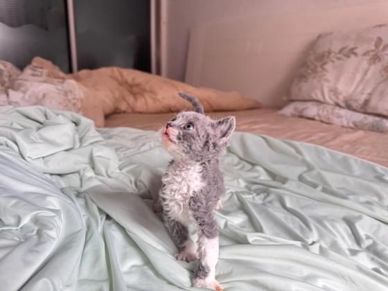猫咪·德文·德文长毛小卷毛 蓝白