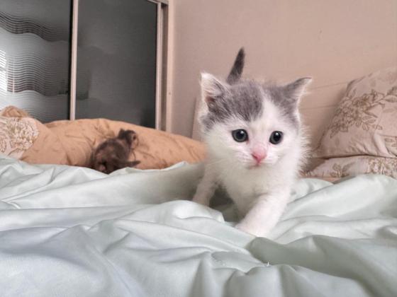 猫咪·直毛塞凯·长毛樊文弟弟