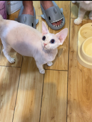 猫咪·德文·德文卷毛猫