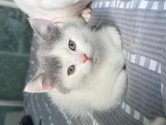 猫咪·直毛塞凯·长毛喵喵