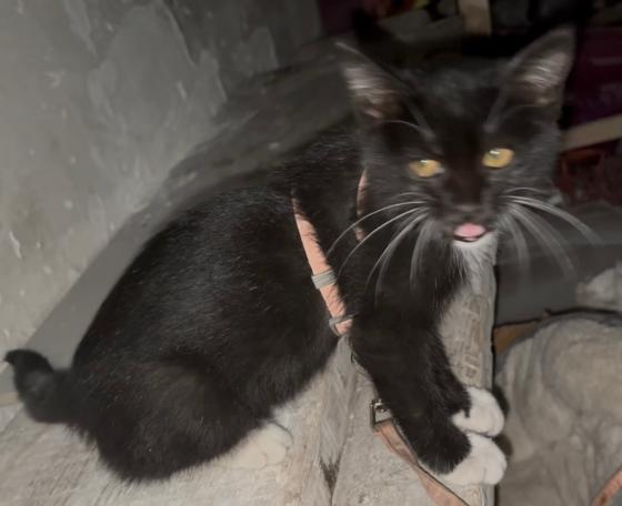 猫咪·奶牛猫·无