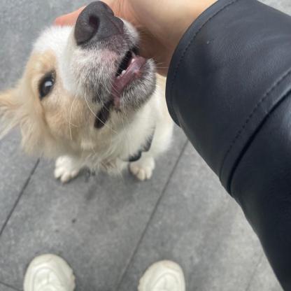 狗狗·串串·未知