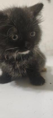 猫咪·长毛猫·小咪