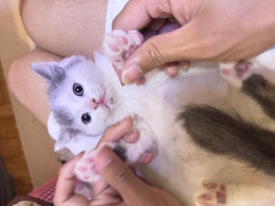 猫咪·直毛塞凯·樊文长毛 直毛塞凯