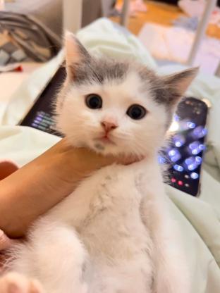 猫咪·直毛塞凯·长毛樊文