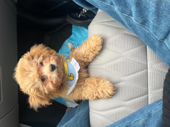 狗狗·泰迪熊·咖啡