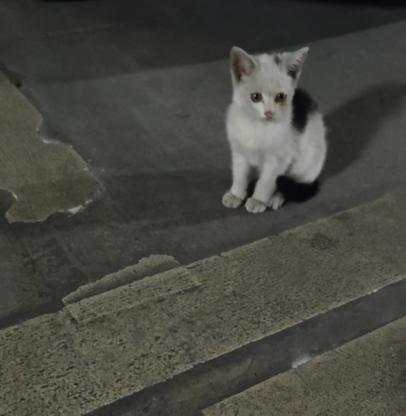 猫咪·奶牛猫·点点