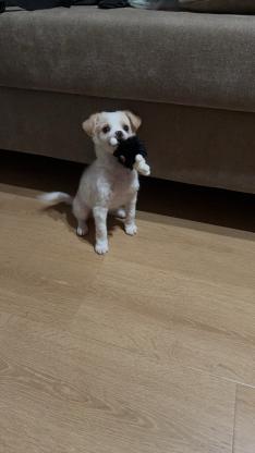 狗狗·比熊串串·贾斯汀