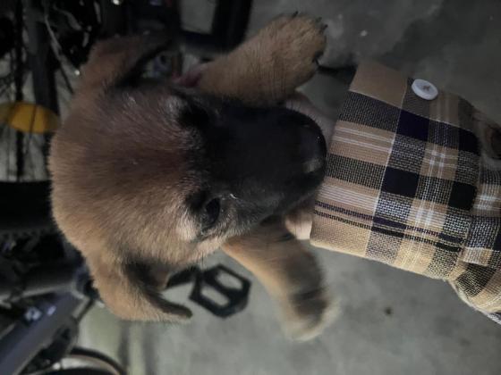 狗狗·土狗·小黄