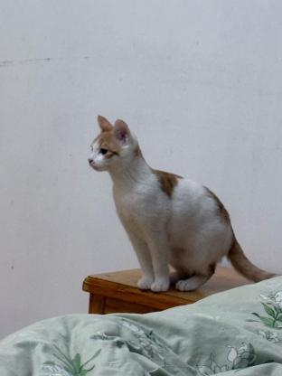 猫咪·橘白·罐罐