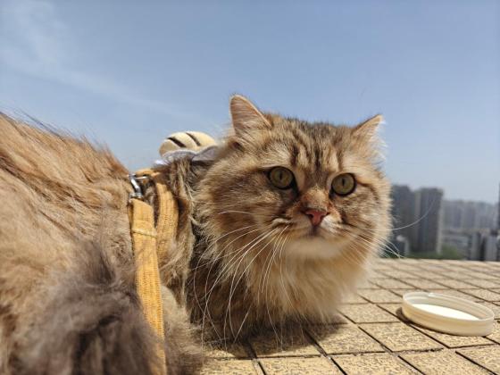 猫咪·长毛英短·乖乖