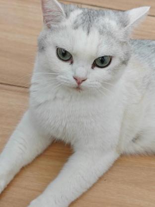 猫咪·银渐层·布丁