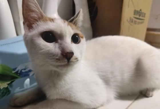 猫咪·田园猫·咪白白