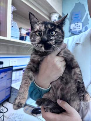 猫咪·田园猫·小彩咪