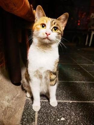 猫咪·田园猫·小彩咪2.0