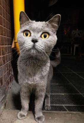 猫咪·蓝猫·小肉肉