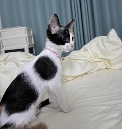 猫咪·三花·多乐