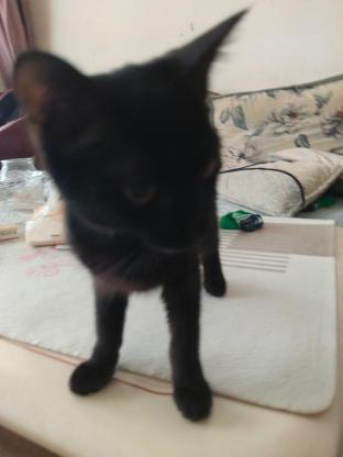 猫咪·黑猫·汤圆