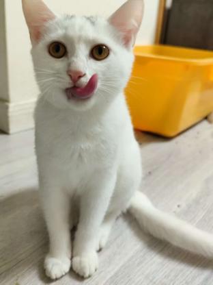 猫咪·田园猫·。