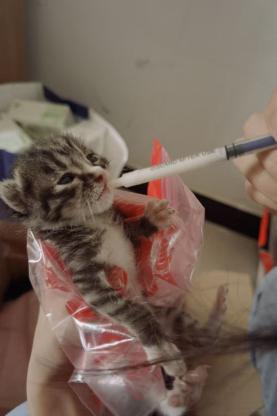 猫咪·田园猫（应该是）·哈基米