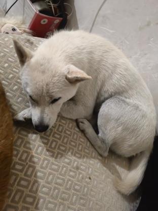 狗狗·柴犬·小白