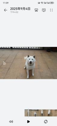 狗狗·柴犬·小白