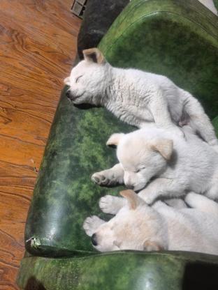 狗狗·柴犬·柴犬宝宝