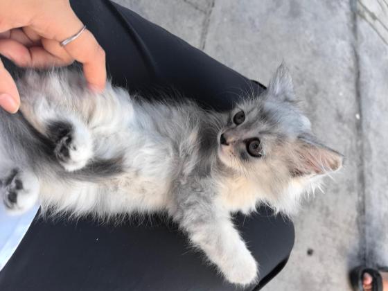 猫咪·银渐层串·银渐层串串