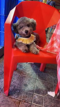 狗狗·灰泰迪·Coco