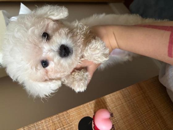 狗狗·比熊·尼可