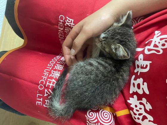 猫咪·简州猫·无