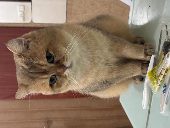 猫咪·金渐层·豆豆