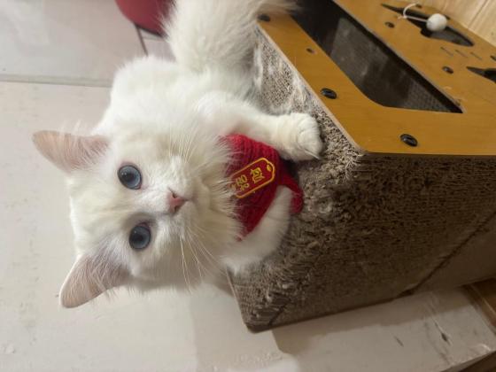 猫咪·长毛白猫·麦麦