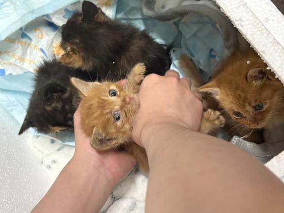 猫咪·流浪小橘猫/小玳瑁·四小咪😺